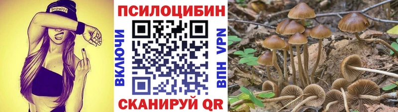 mega   Дубна  Галлюциногенные грибы Cubensis 